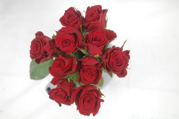 Vollsortiment - Rose - ROT